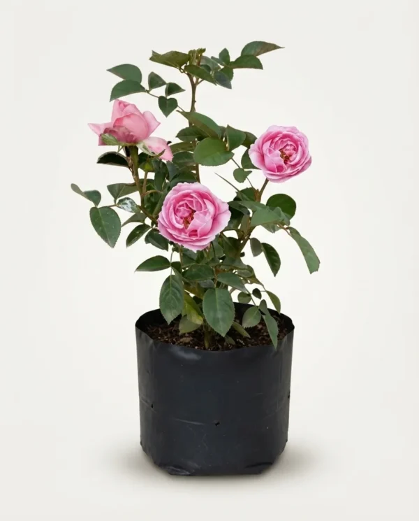 Rosa damascena