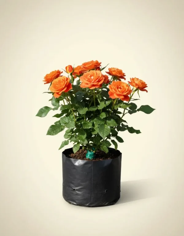 Rosa floribunda