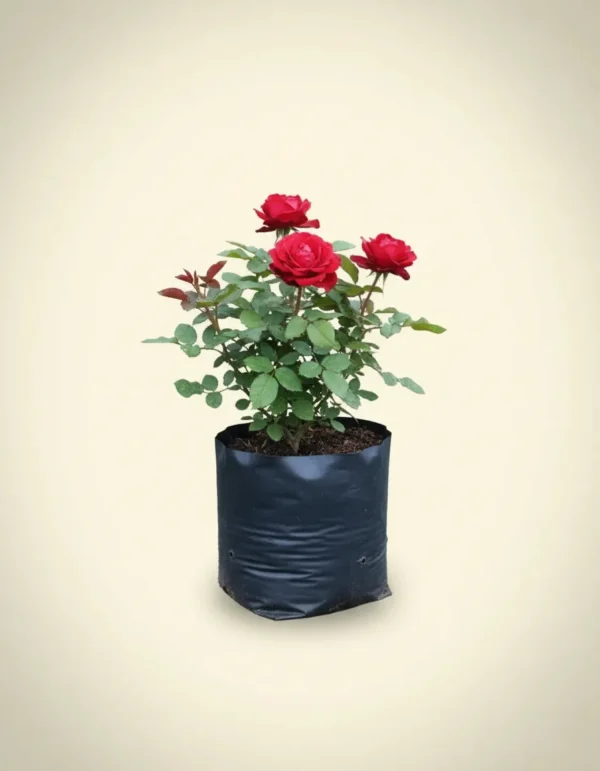 Rosa floribunda