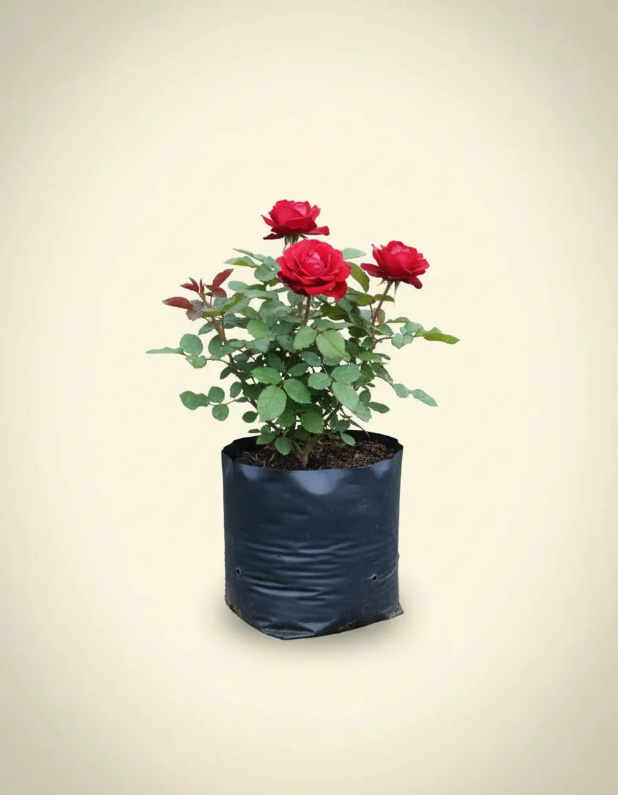 Rosa floribunda