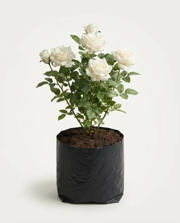 Rosa floribunda