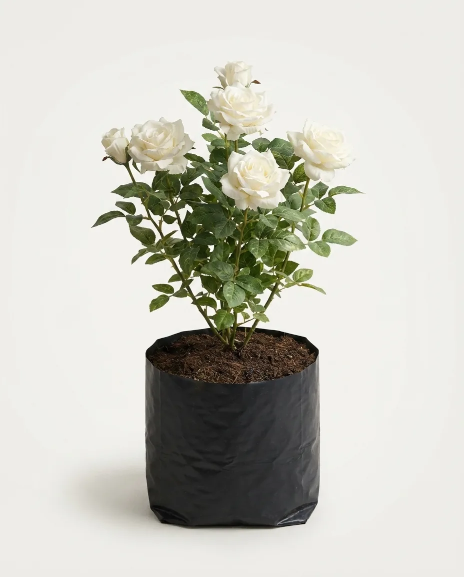 Rosa floribunda