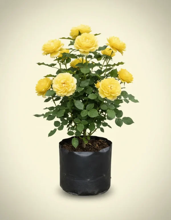 Rosa floribunda