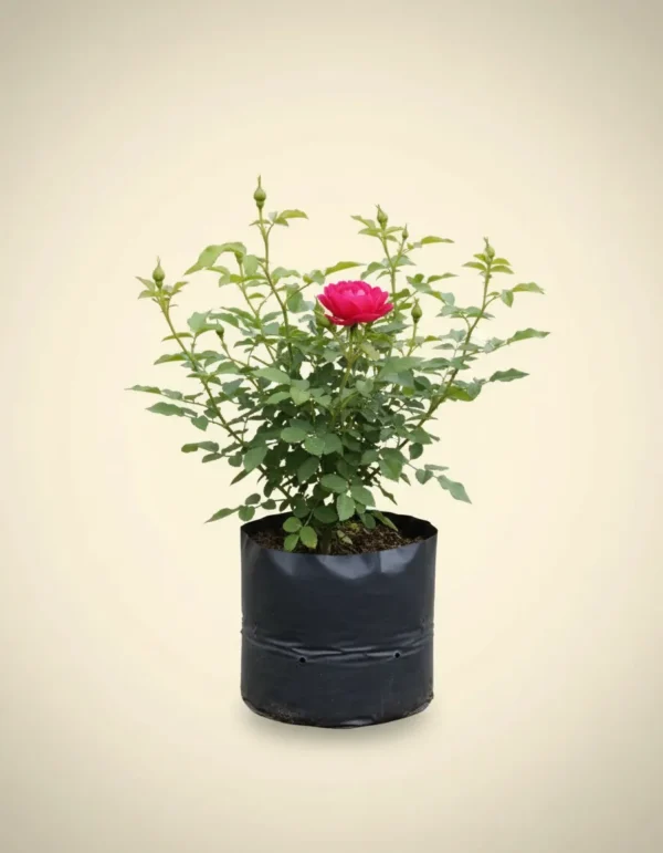 Rosa gallica