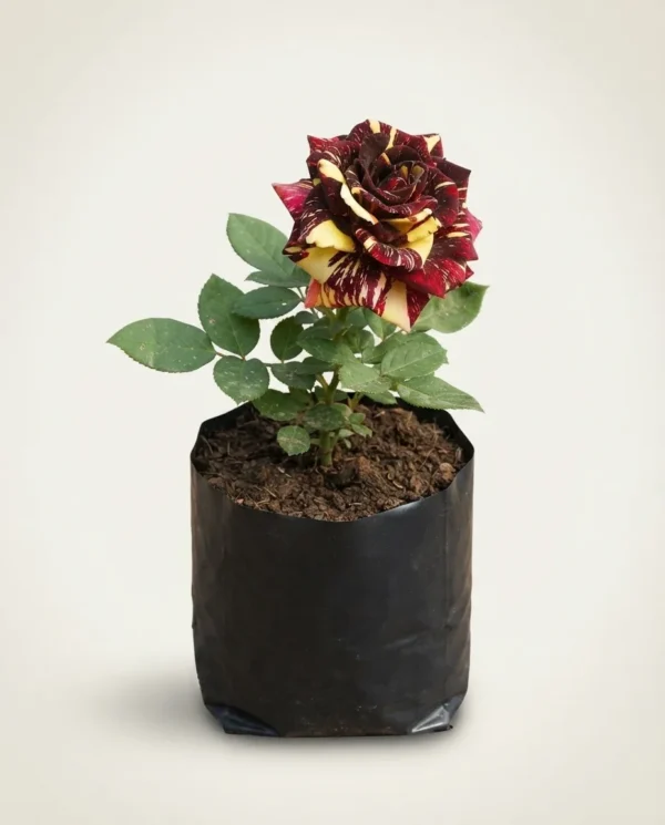 Rosa hybrid tea