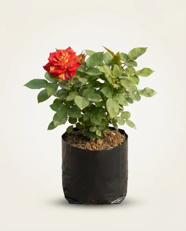 Rosa hybrid tea