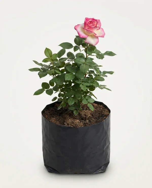 Rosa hybrid tea