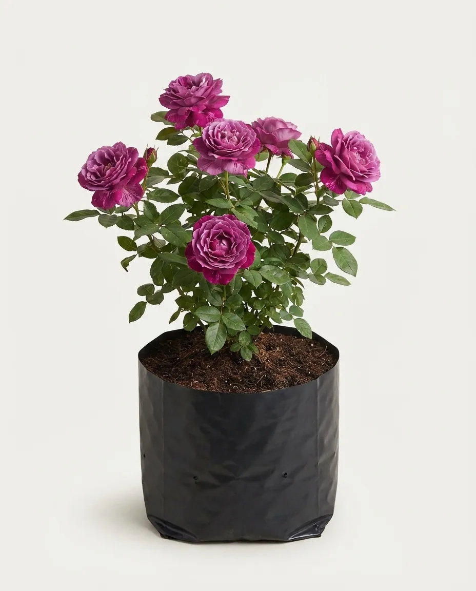 Rosa hybrid tea