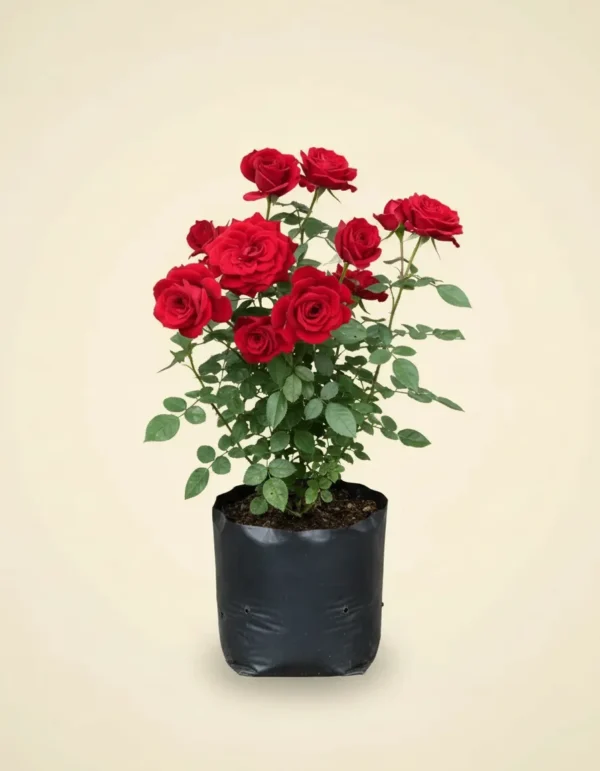 Rosa hybrid tea