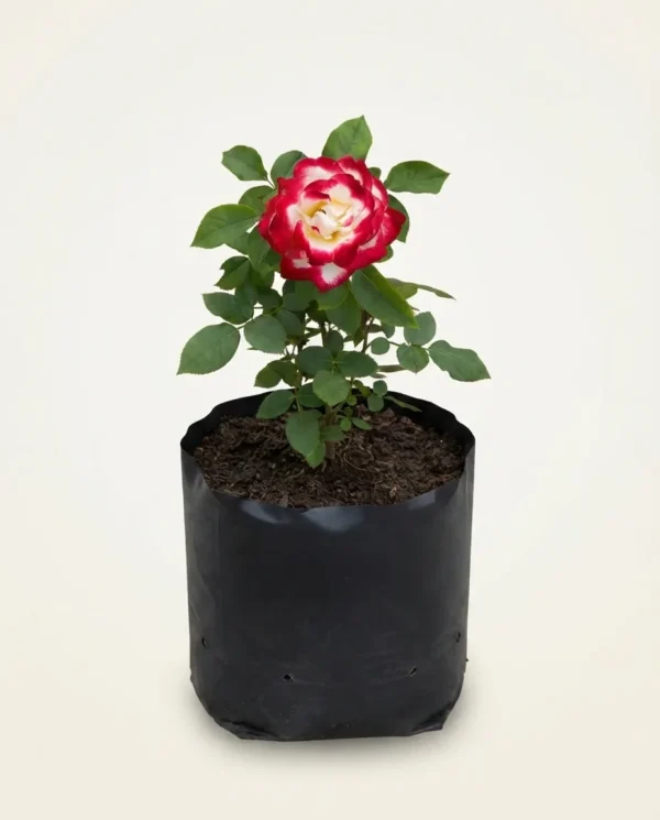 Rosa hybrid tea