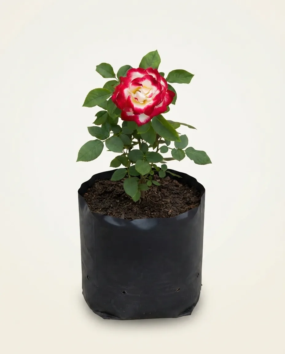 Rosa hybrid tea
