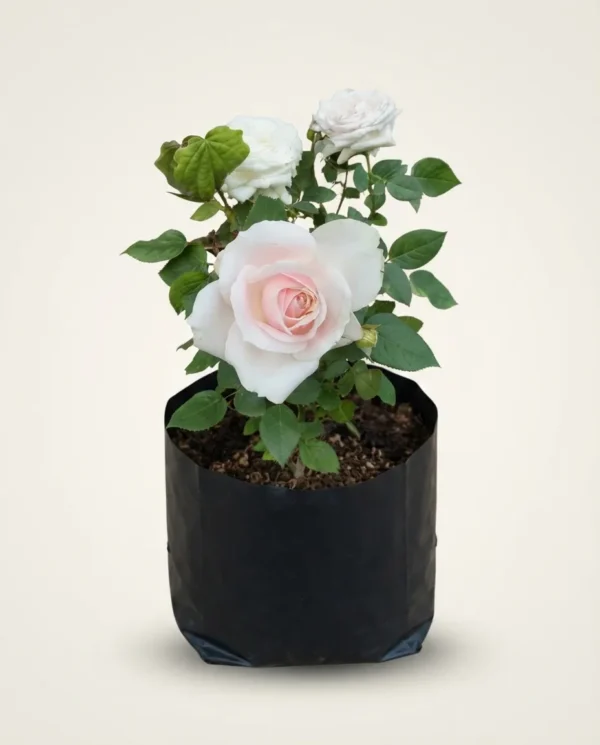 Rosa hybrida 'Tea White'