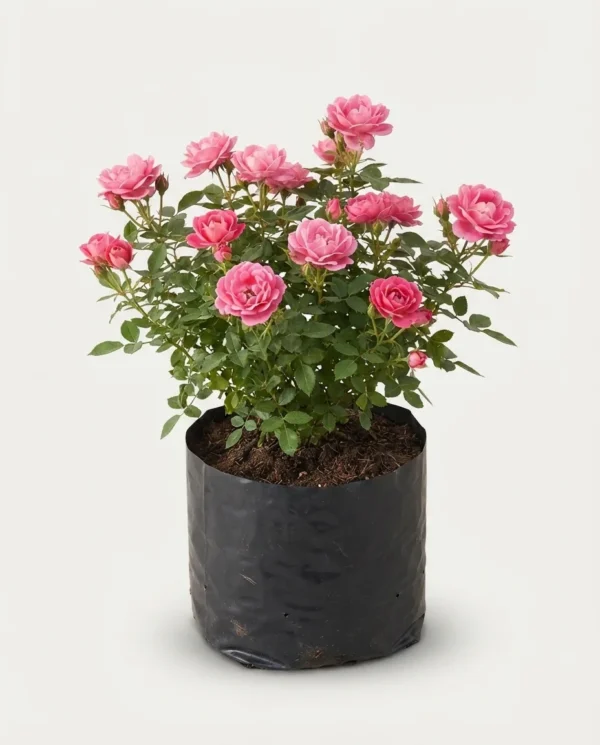 Rosa hybrida 'Chinese Tea'
