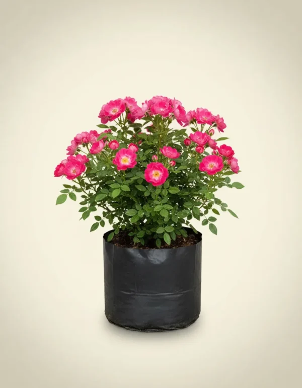 Rosa polyantha 'Pink'