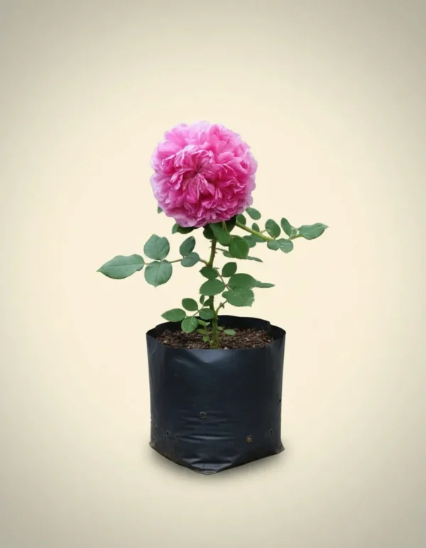 Rosa roxburghii