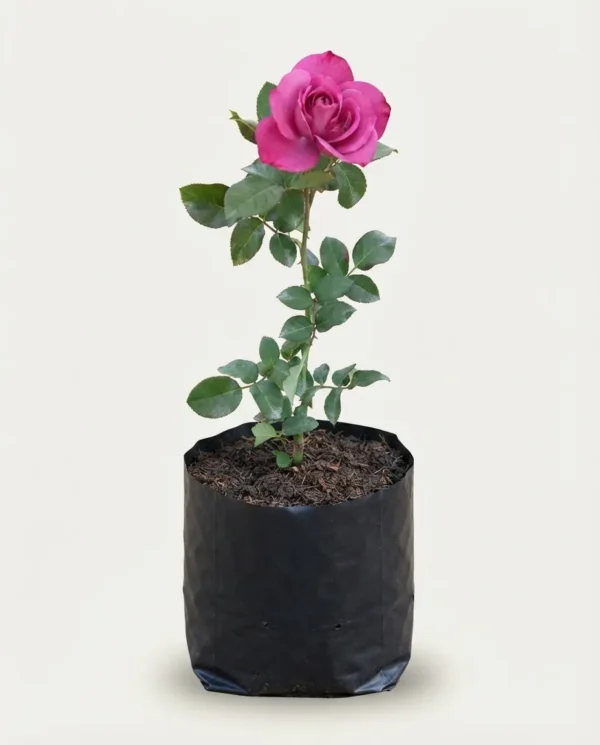 Rosa sericea pteracantha