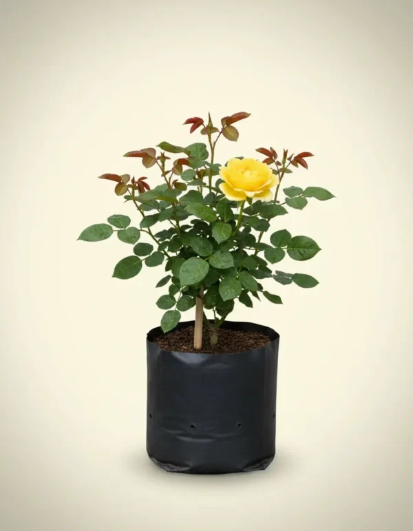 Rosa 'Graham Thomas'