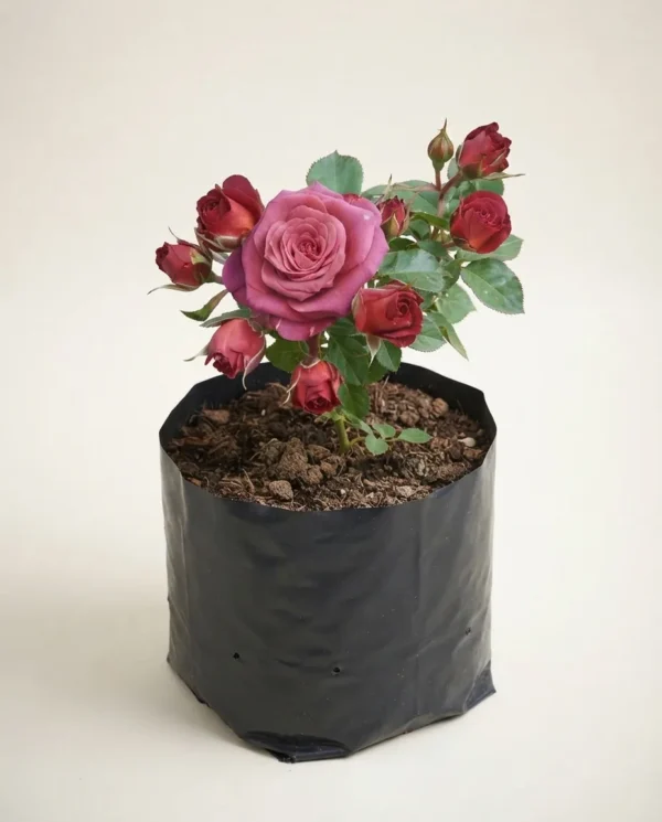 Rosa 'Red Chocolatos'