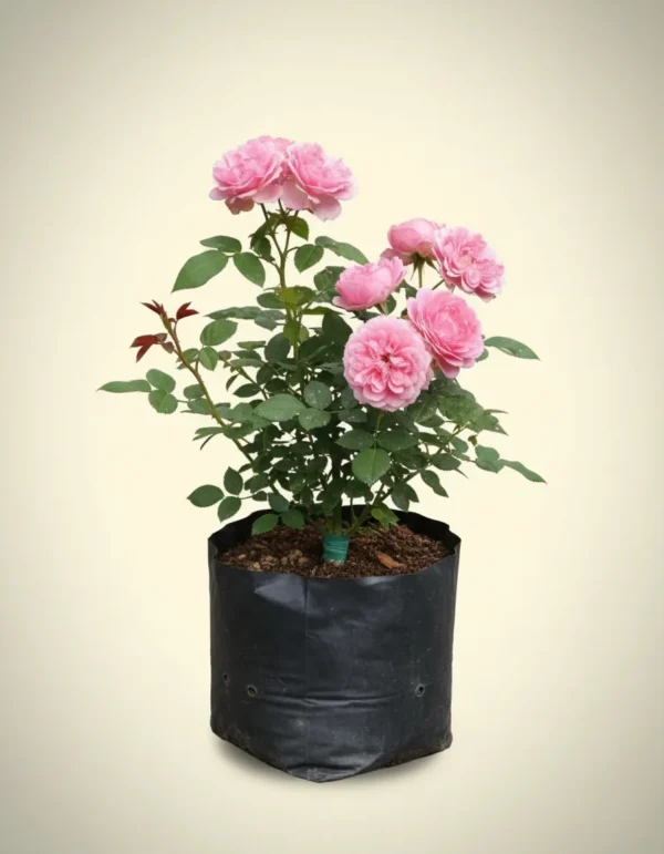 Rosa x centifolia