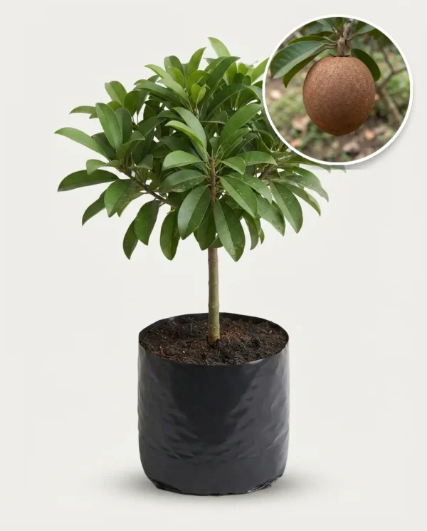 Sapodilla Jumbo