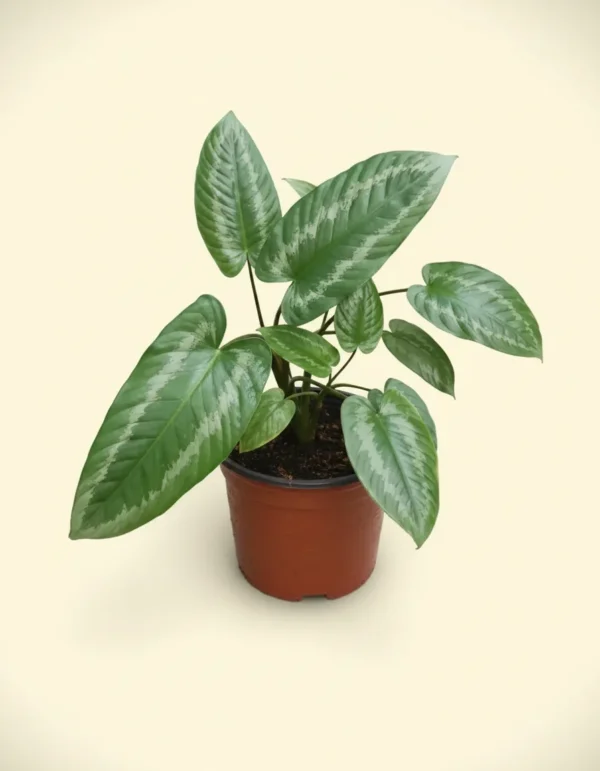 Schismatoglottis wallichii