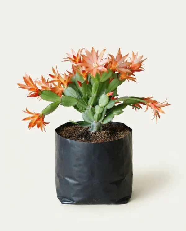 Schlumbergera