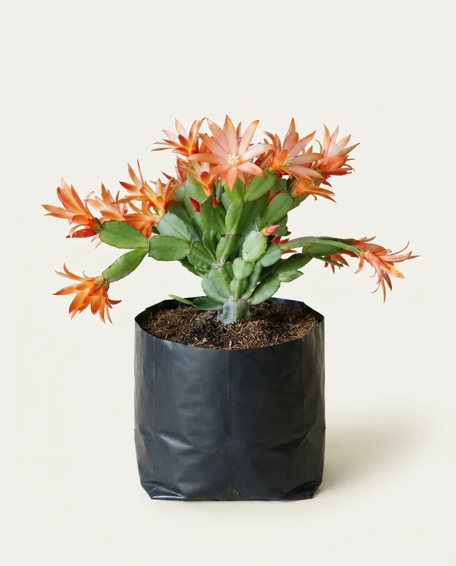 Schlumbergera