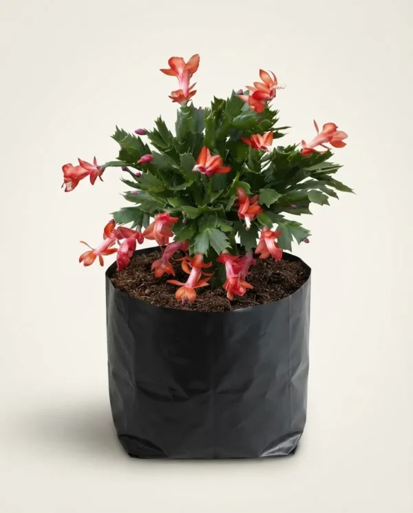 Schlumbergera