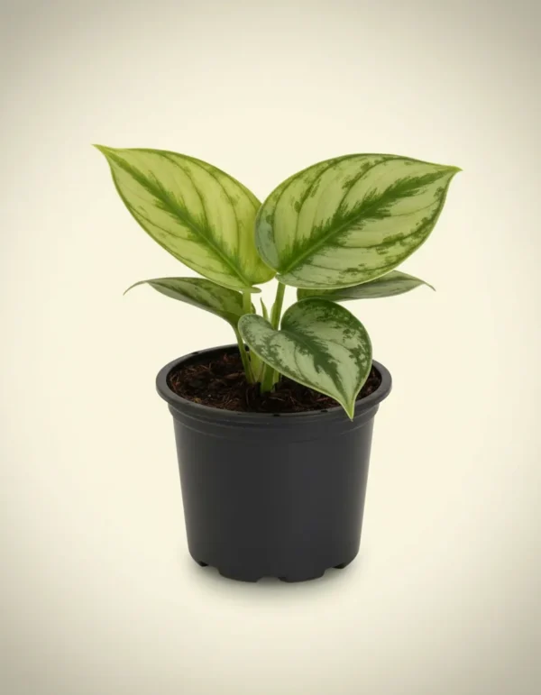 Scindapsus Jade Satin var.