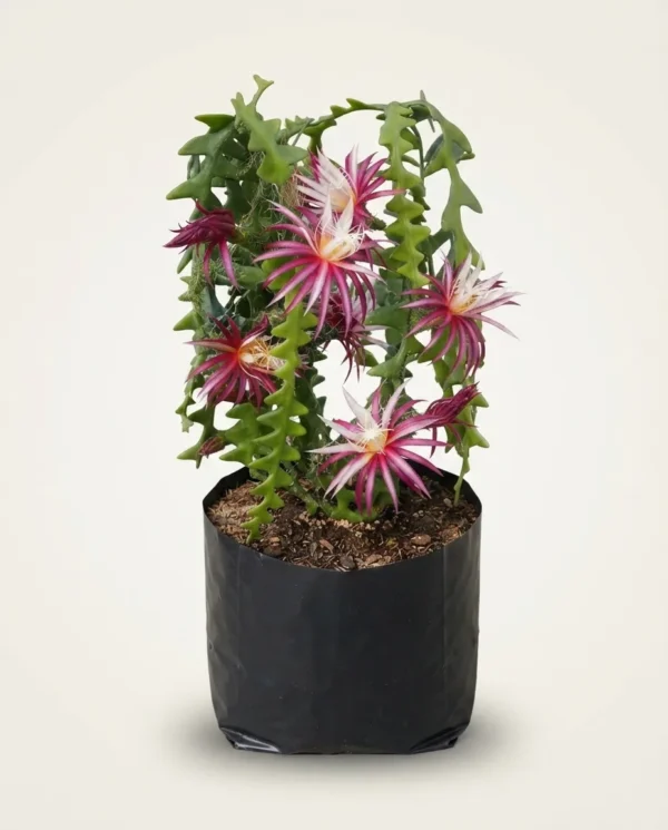Selenicereus anthonyanus