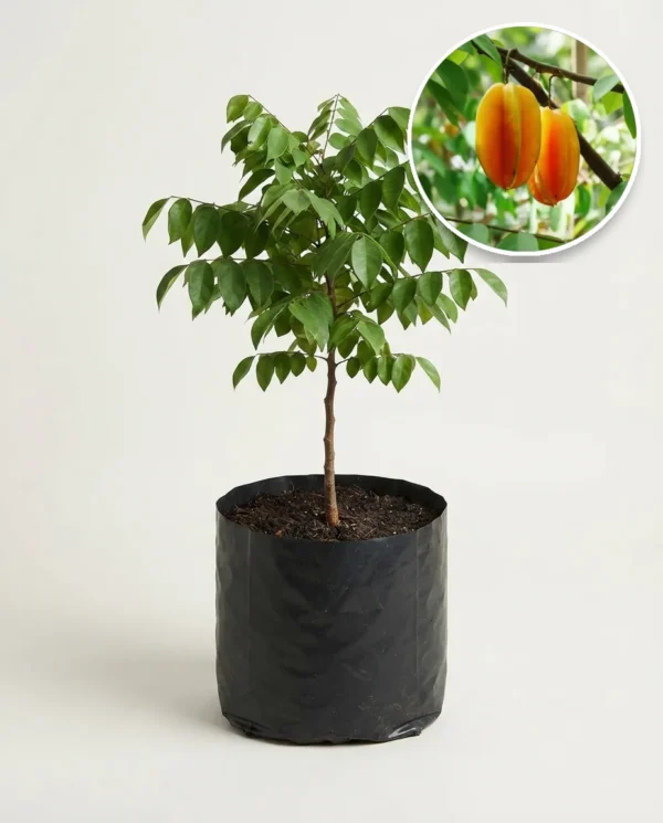 Starfruit Madu Jumbo