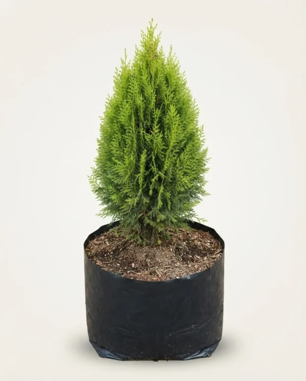 Thuja occidentalis
