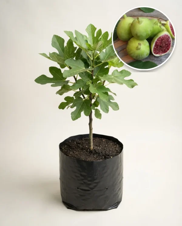 Tin Green Yordan