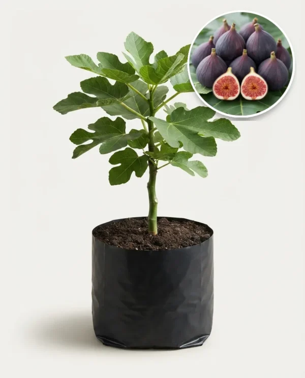 Tin Purple Yordan