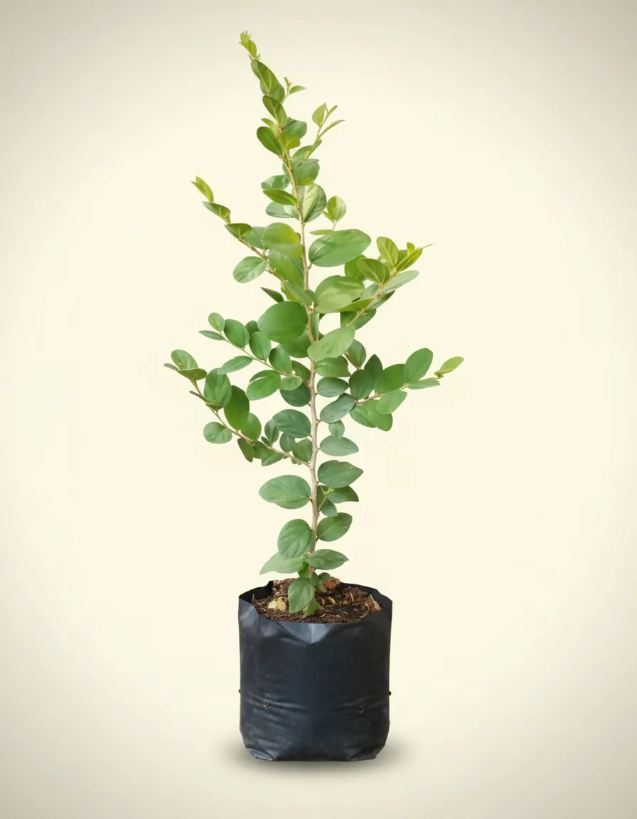 Ziziphus mauritiana (Lote Tree / Indian Jujube)