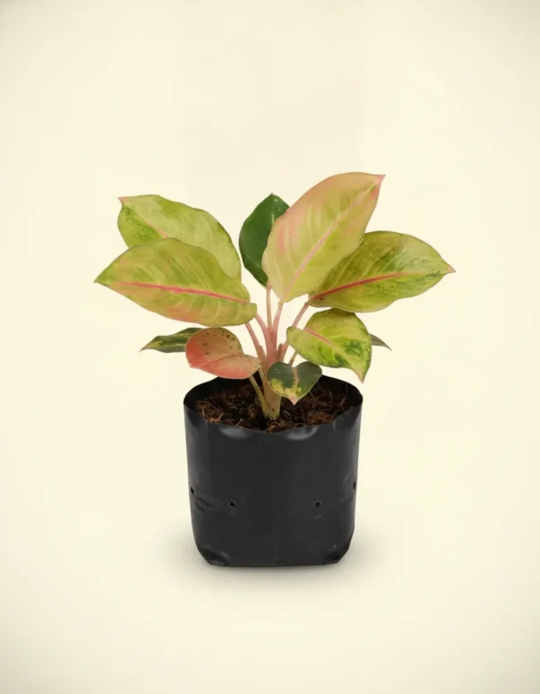 Aglaonema Miss World