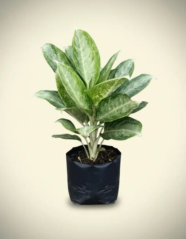 Aglaonema Prosperity