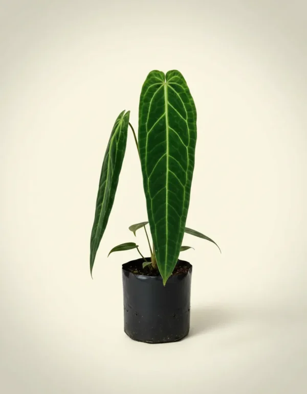 Anthurium waroqueanum