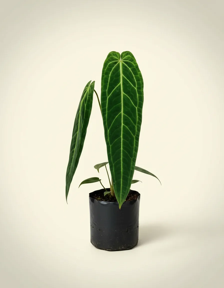 Anthurium waroqueanum