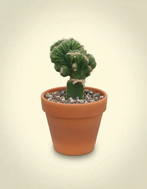 Cereus Cristata (Crested Cereus)