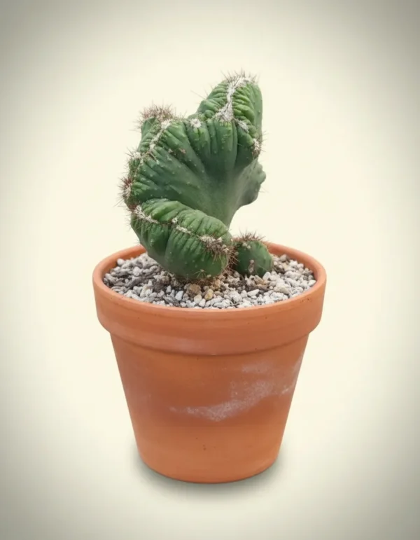 Cereus repandus 'Peruvianus'