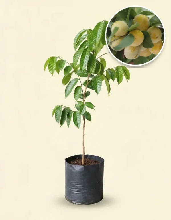 Lansium domesticum 'Seedless'